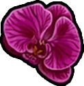 :orchid